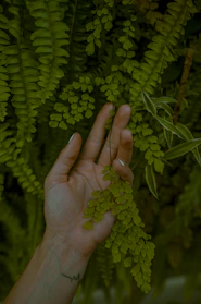 person holding green leafed plant
