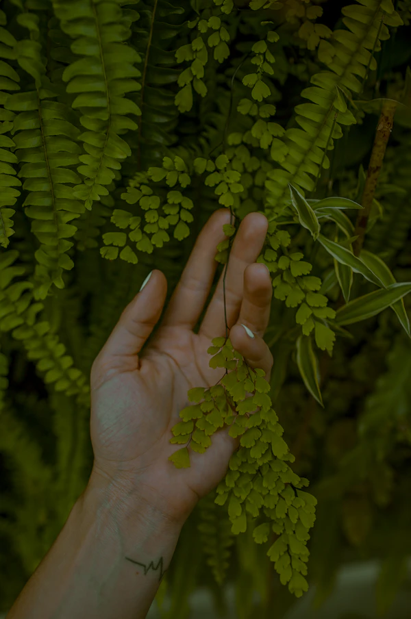 Manos en contacto íntimo con la naturaleza y las plantas
