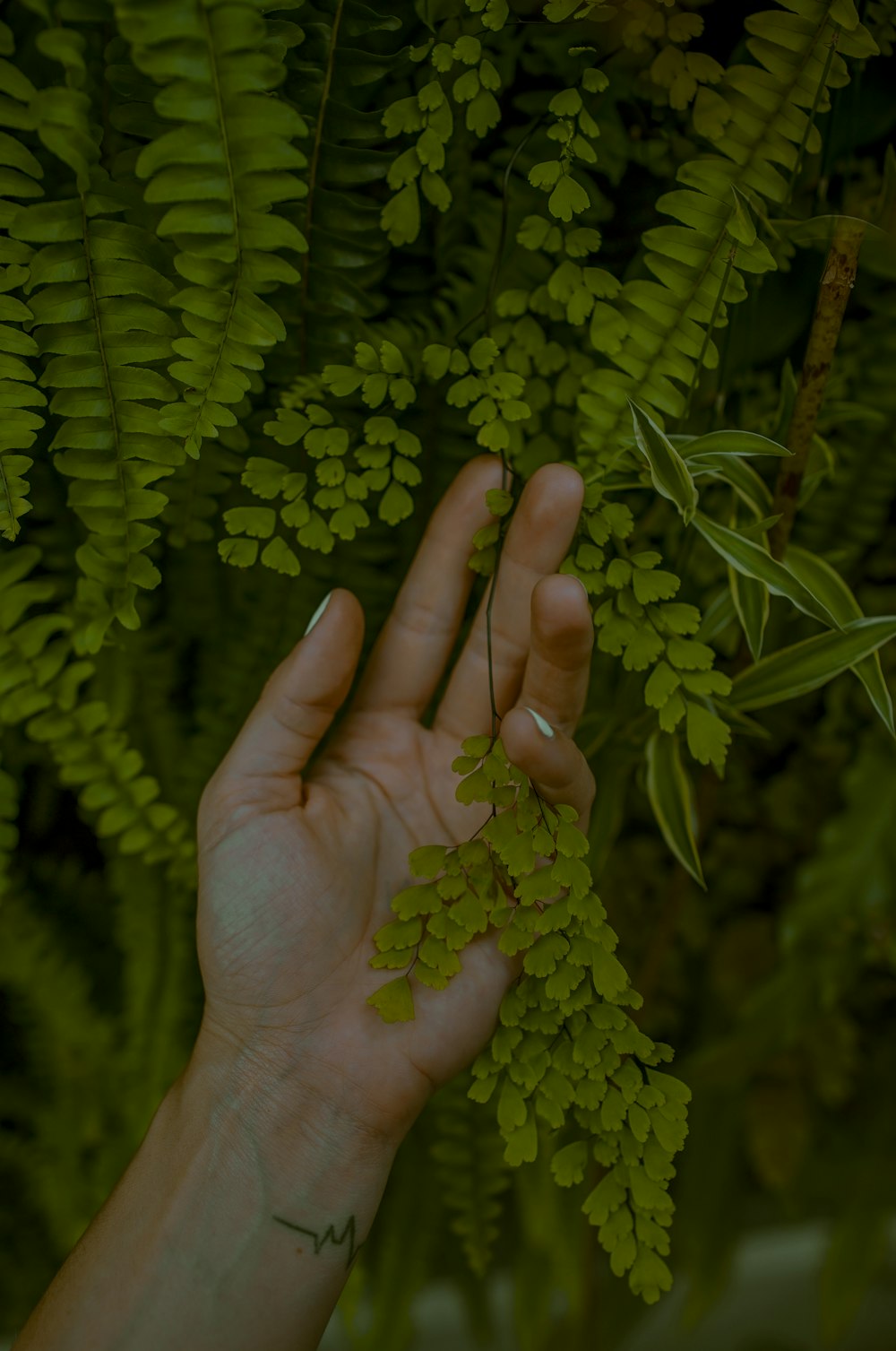 person holding green leafed plant