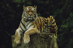 tiger on wood slab