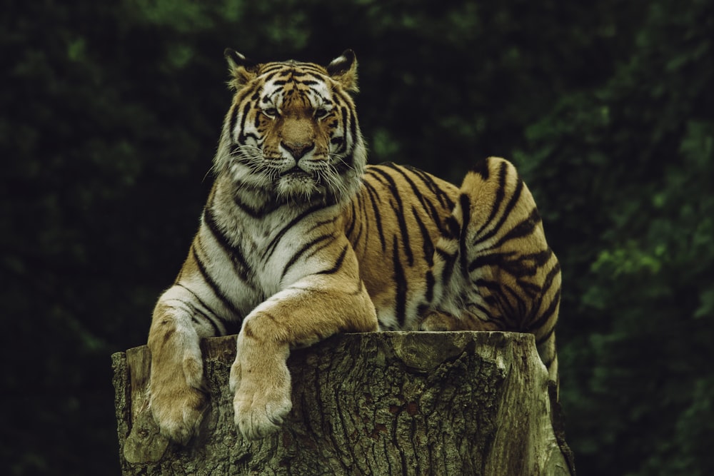 Tigre sobre losa de madera