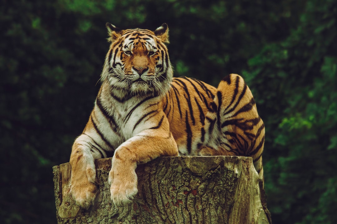 tiger on wood slab