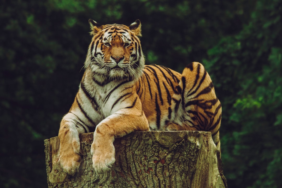  tiger on wood slab tiger