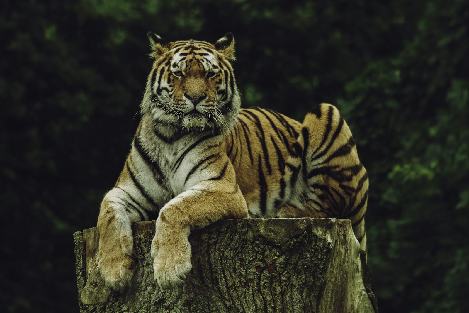 Canon EOS 7D + Sigma 150-500mm F5-6.3 DG OS HSM sample photo. Tiger on wood slab photography