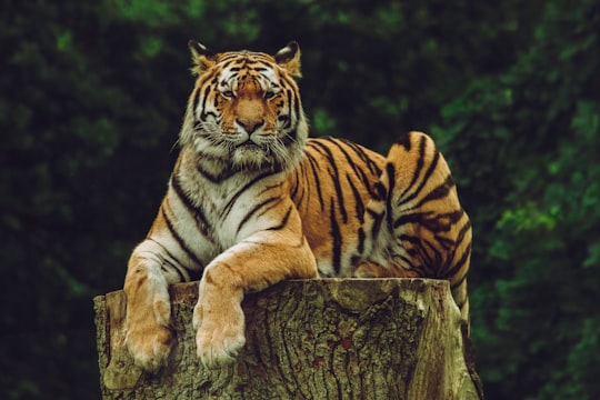 tiger on wood slab in Knuthenborg Safaripark Denmark