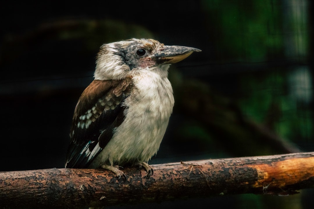 white and brown bird perching on tree branch