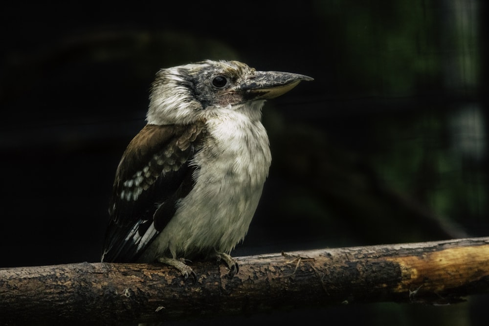 white and brown bird perching on tree branch