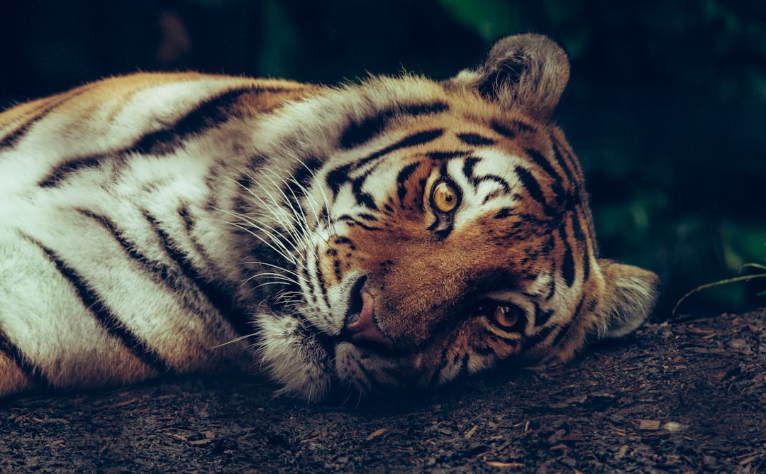 selective focus of tiger laying on ground
