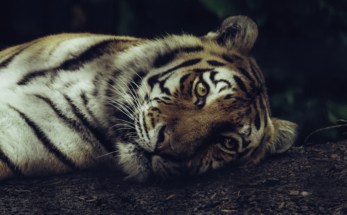 close-up of a pensive tiger lying on the ground