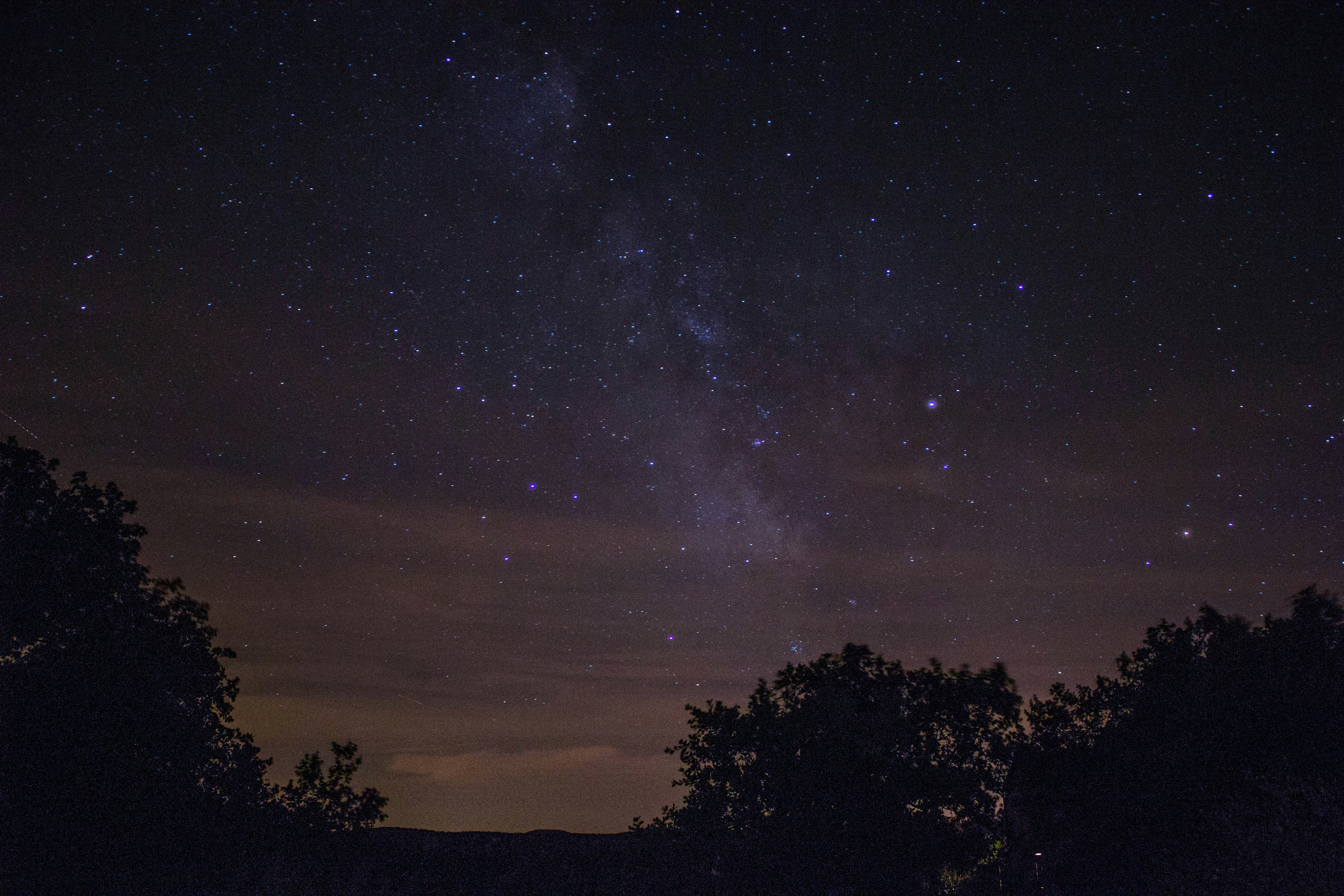 trees under starry night
