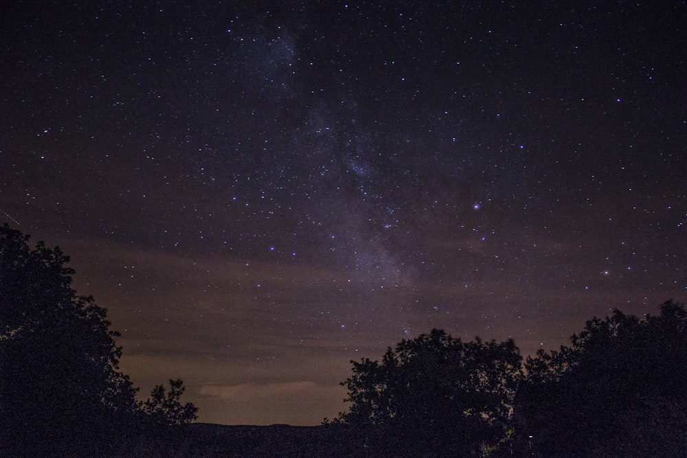 trees under starry night