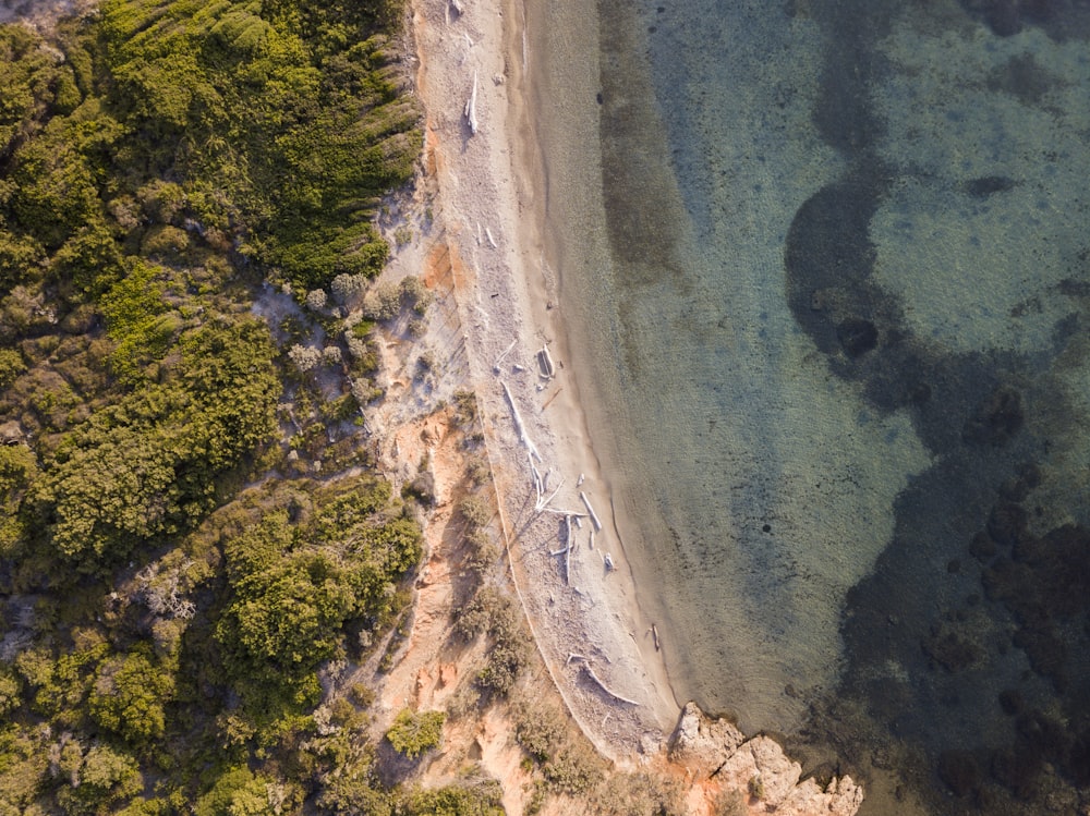 aerial photography of seashore near forest