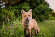 brown animal on green grass