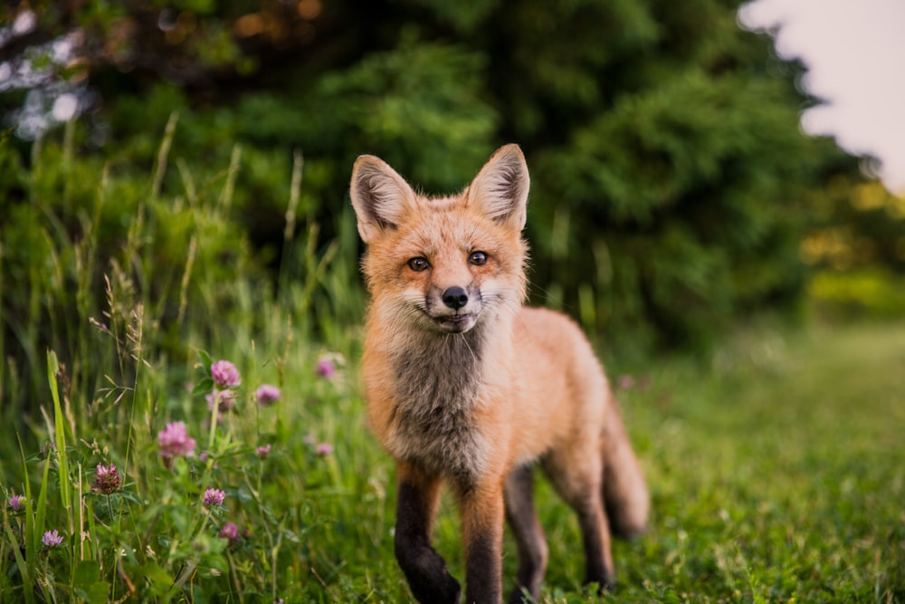 animal brun sur herbe verte