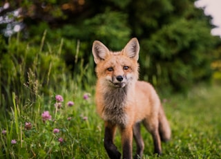 brown animal on green grass