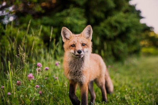 brown animal on green grass in Prince Edward Island Canada