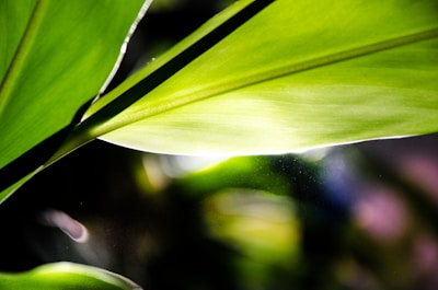 Close-up of bright sunlight filtering through green leaves