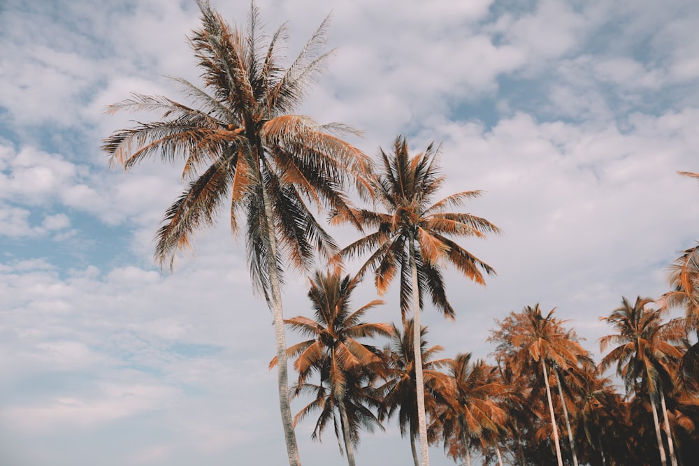 coconut palm tree at daytime