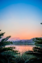 palm tree leaf near at body of water