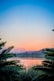 palm tree leaf near at body of water