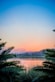 palm tree leaf near at body of water