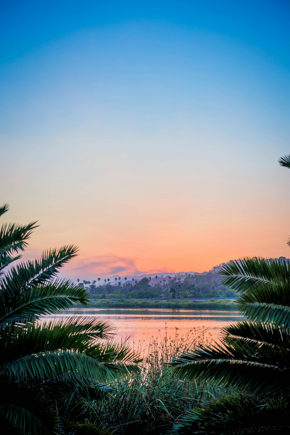 palm tree leaf near at body of water