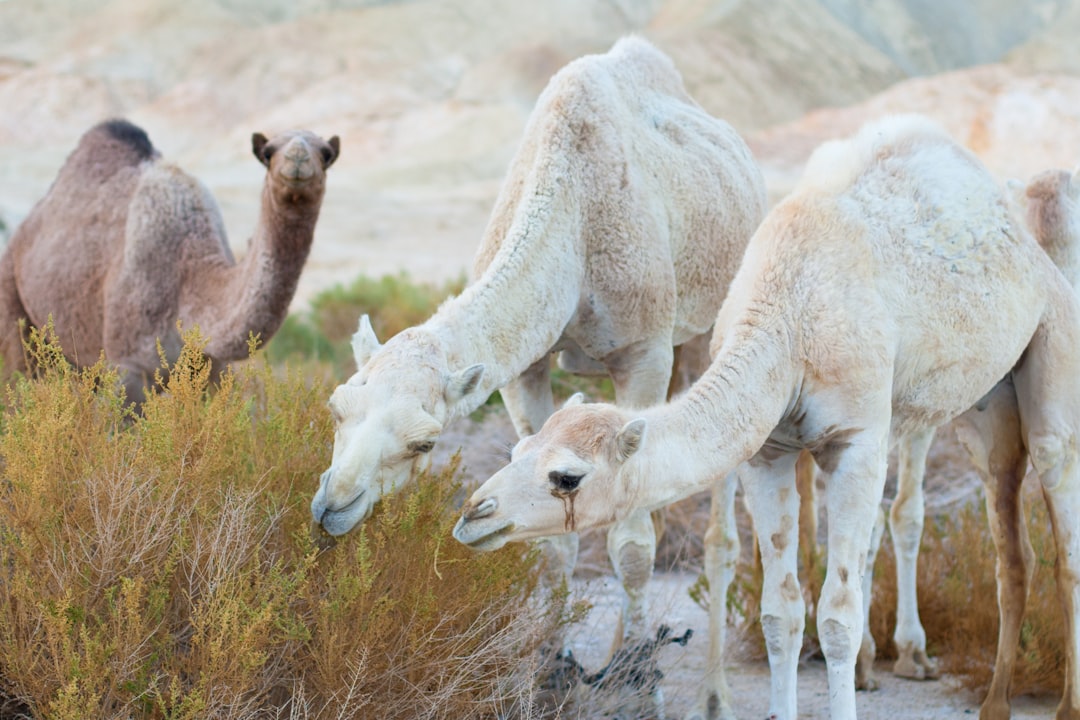 travelers stories about Wildlife in Tzofar, Israel