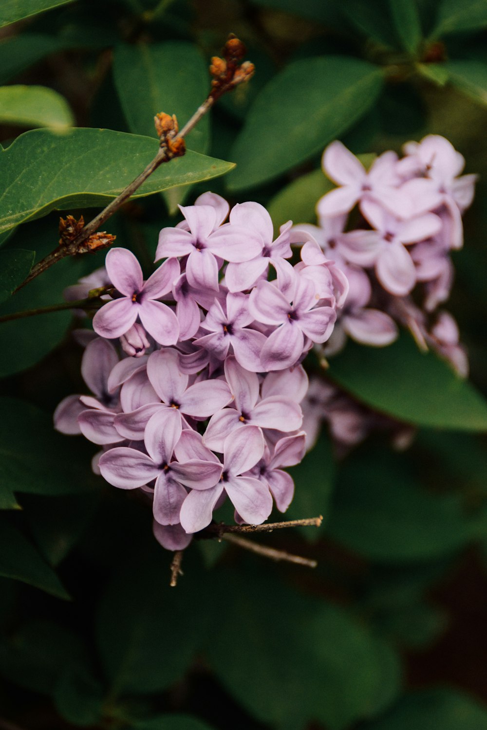 purple flower