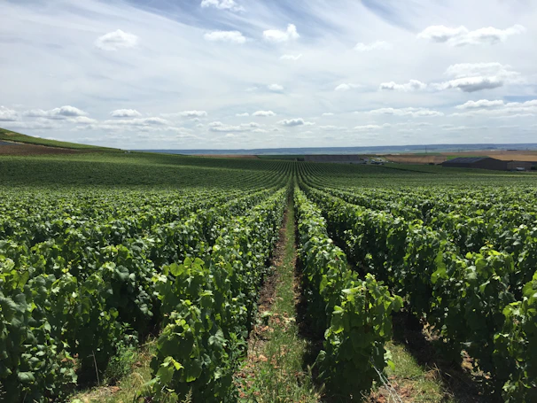 A drone shot capturing a vineyard with neat rows of grapevines stretching into the horizon