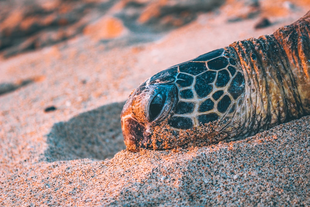 cabeça de tartaruga na areia branca