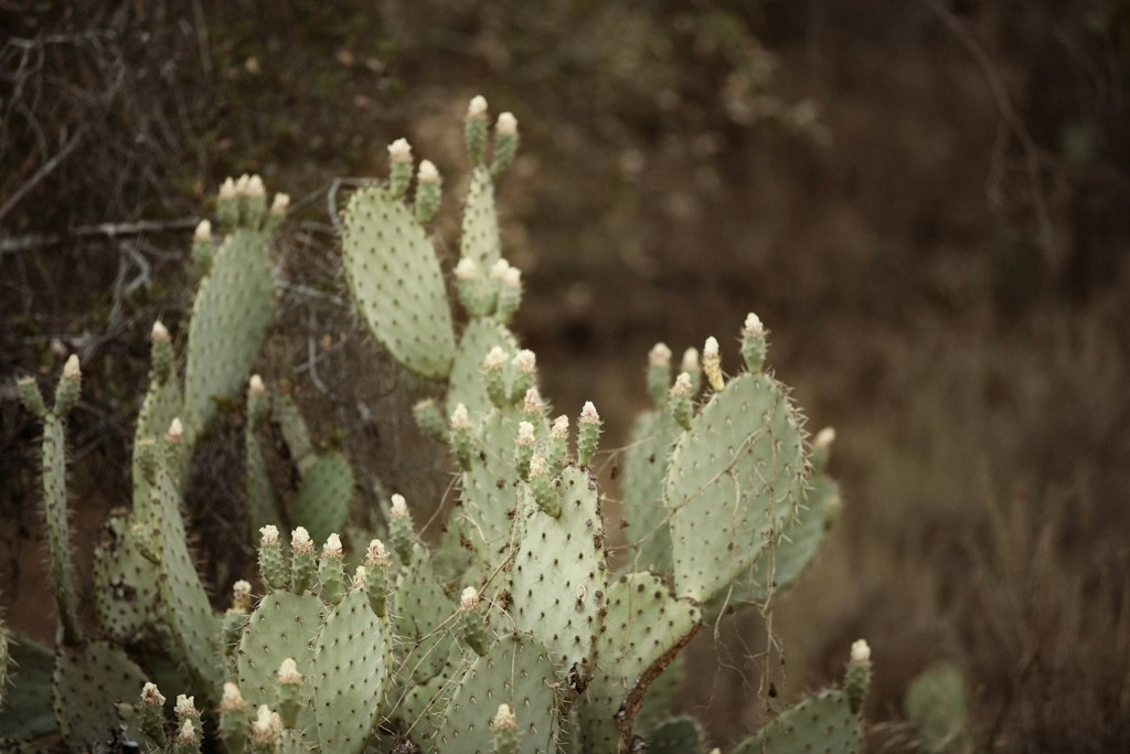 Prickly Pear Plant