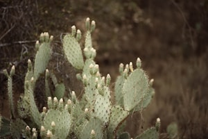 Prickly Pear Plant