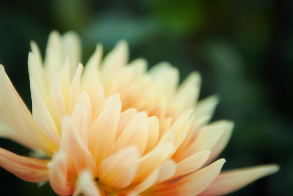 Photographie sélective de la fleur aux pétales blancs et jaunes