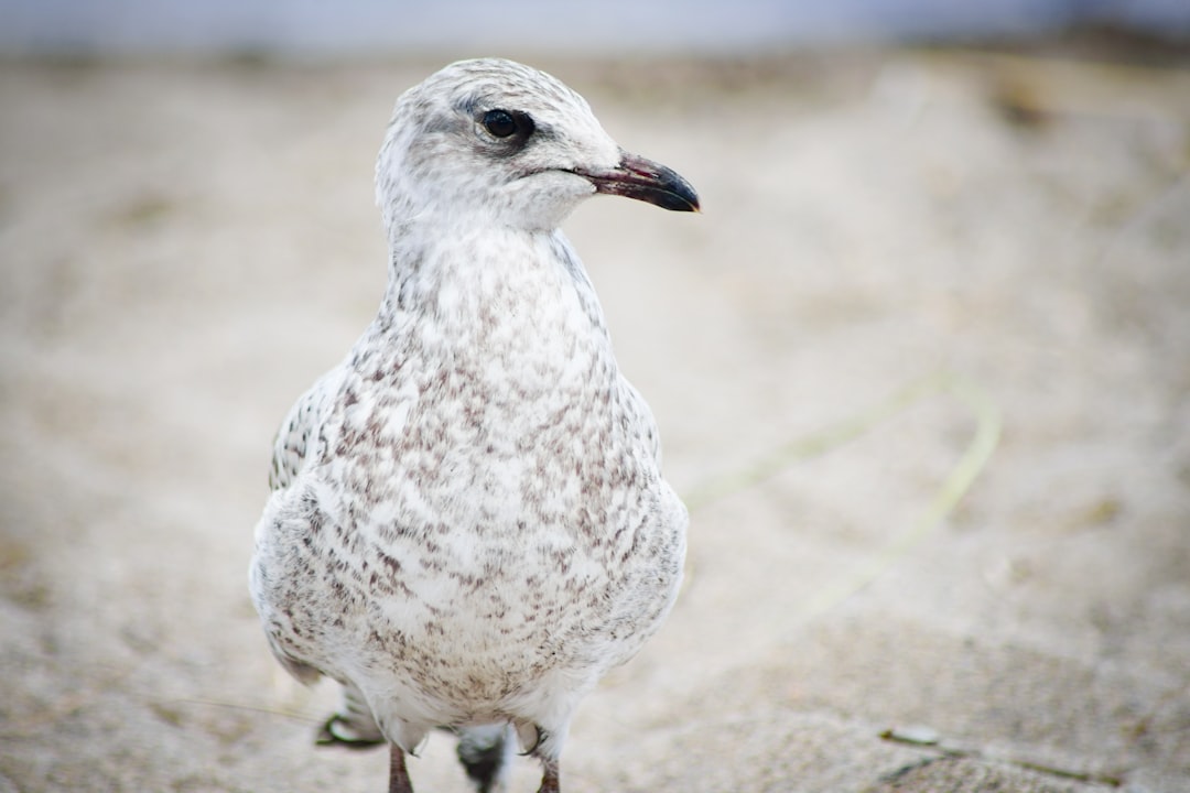 close up photography of white dove