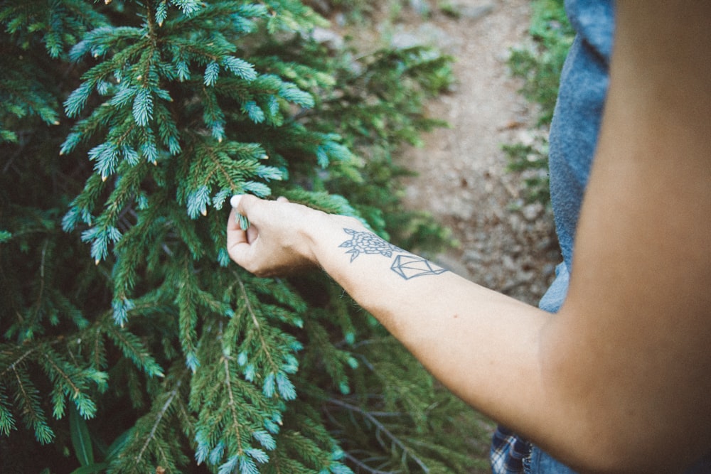 person touching green leaf