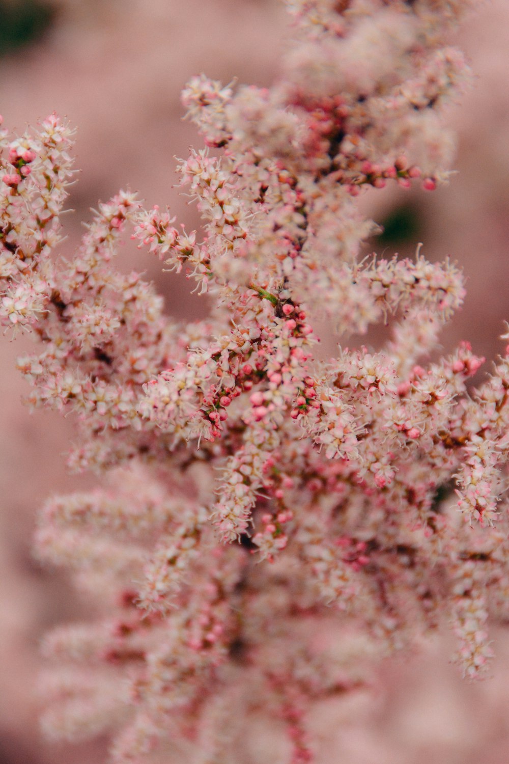 Fotografía de enfoque superficial de flor rosa