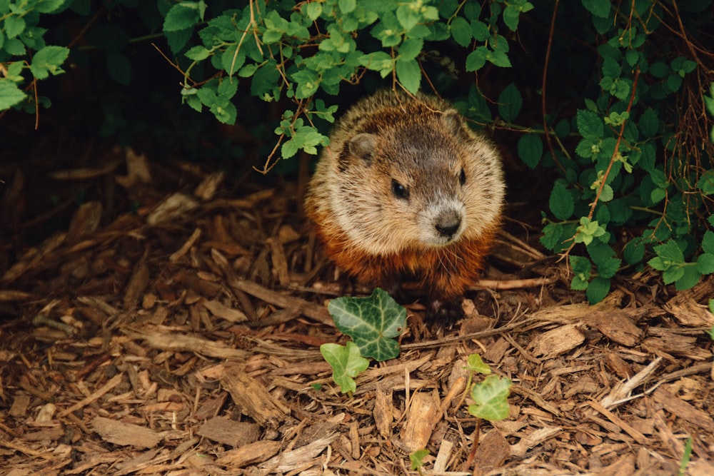 brown beaver walking near trees