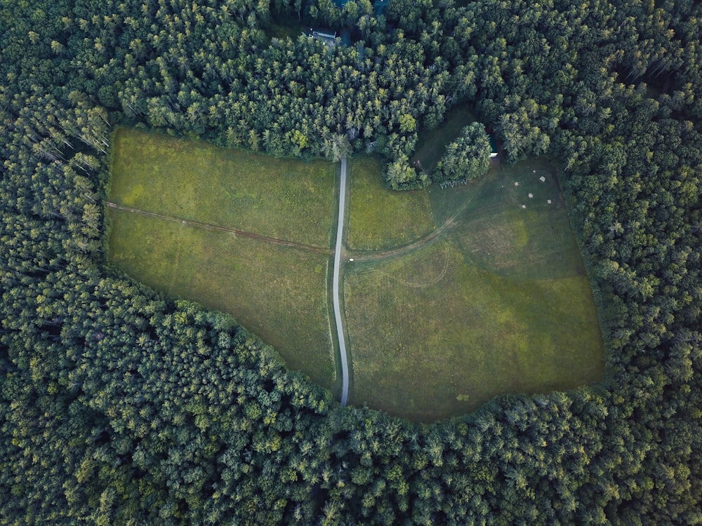 areal view of green leafed tree lot