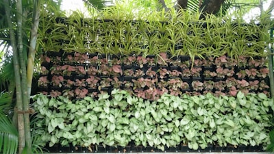 A lush vertical garden comprises several layers of green, pink, and white leafy plants arranged neatly in rows. The structure is surrounded by taller green plants and bamboo on either side, set outdoors in a bright and natural environment.