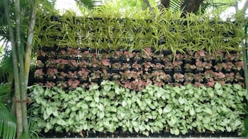 A lush vertical garden comprises several layers of green, pink, and white leafy plants arranged neatly in rows. The structure is surrounded by taller green plants and bamboo on either side, set outdoors in a bright and natural environment.