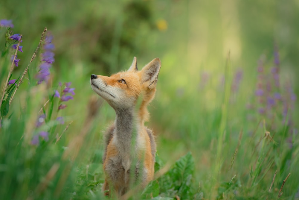 Raposa vermelha em pé no campo de grama