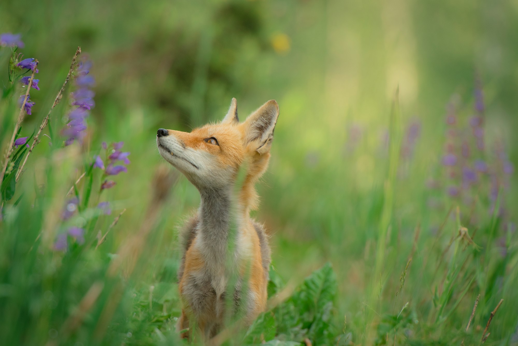 A Lesson From A Fox I Will Never Forget: A Story Of Spiritual Awakening