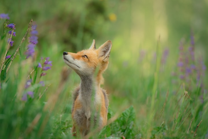 Felicity the Fox and Friends