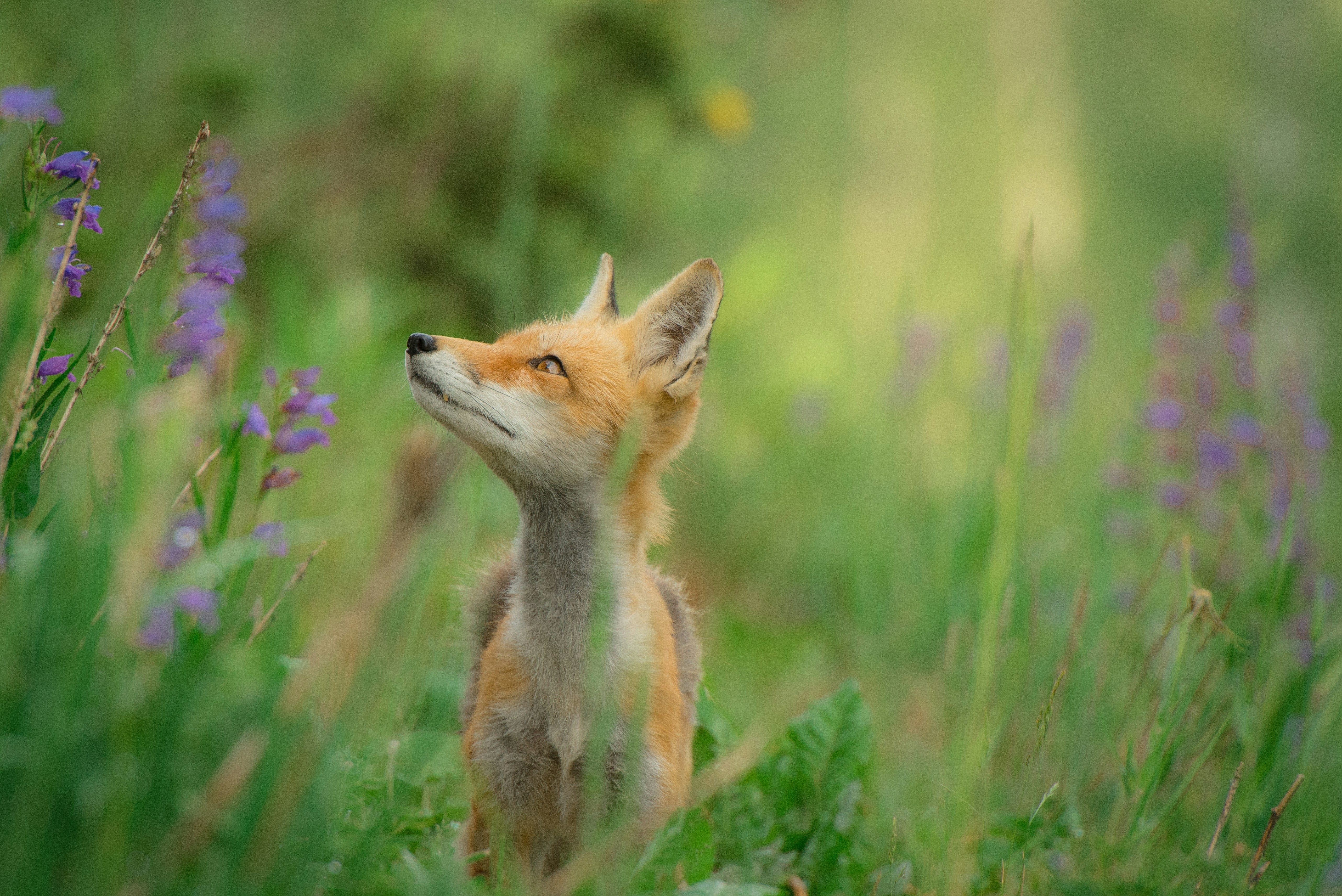 Red Fox in a Field