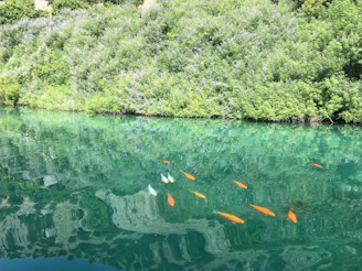 A serene fish farm pond with clear water and healthy fish swimming beneath the surface.