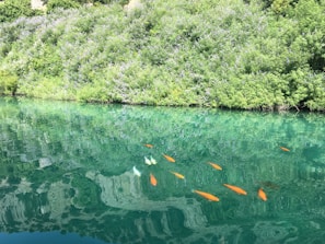 A serene pond with clear blue-green water reflects the lush greenery of bushes and small trees on the shoreline. Bright orange fish swim gracefully below the surface.