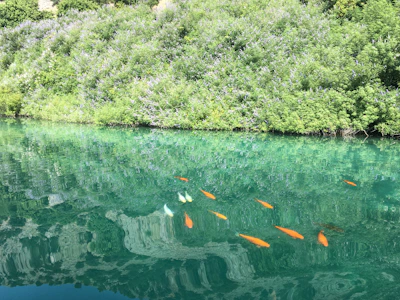 A serene fish pond reflecting the blue sky, with fish visible beneath the water surface.