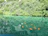 Close-up of a satisfied farmer inspecting healthy fish in a clear blue pond.