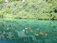 Close-up of a satisfied farmer inspecting healthy fish in a clear blue pond.