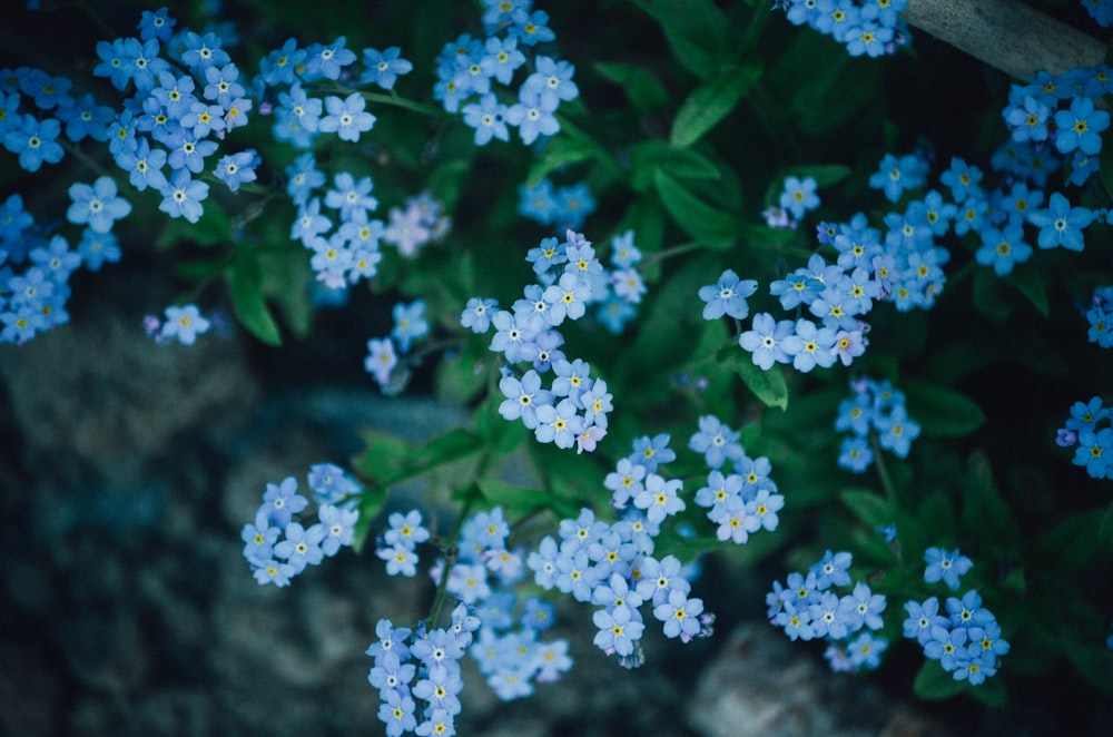 high-angle photo of blue petaled flowers